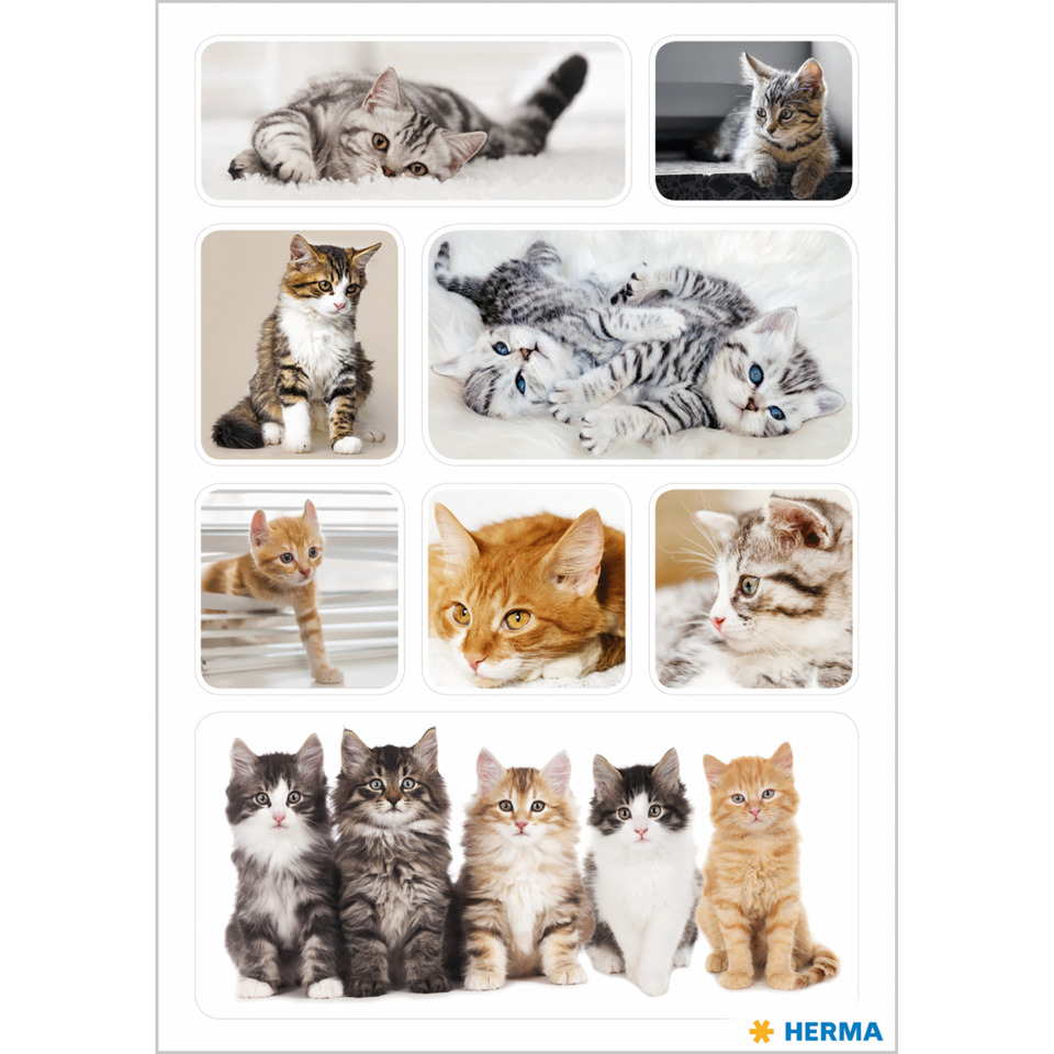 katzenspielzeug, kätzchen, katzensammlung, katzenbilder, tierisches spektrum