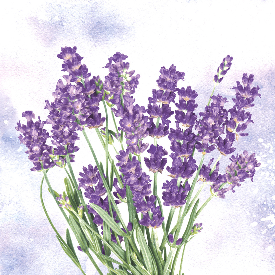 Blume, Pflanze, Lavendel, Blume, Pflanze, Lavendel