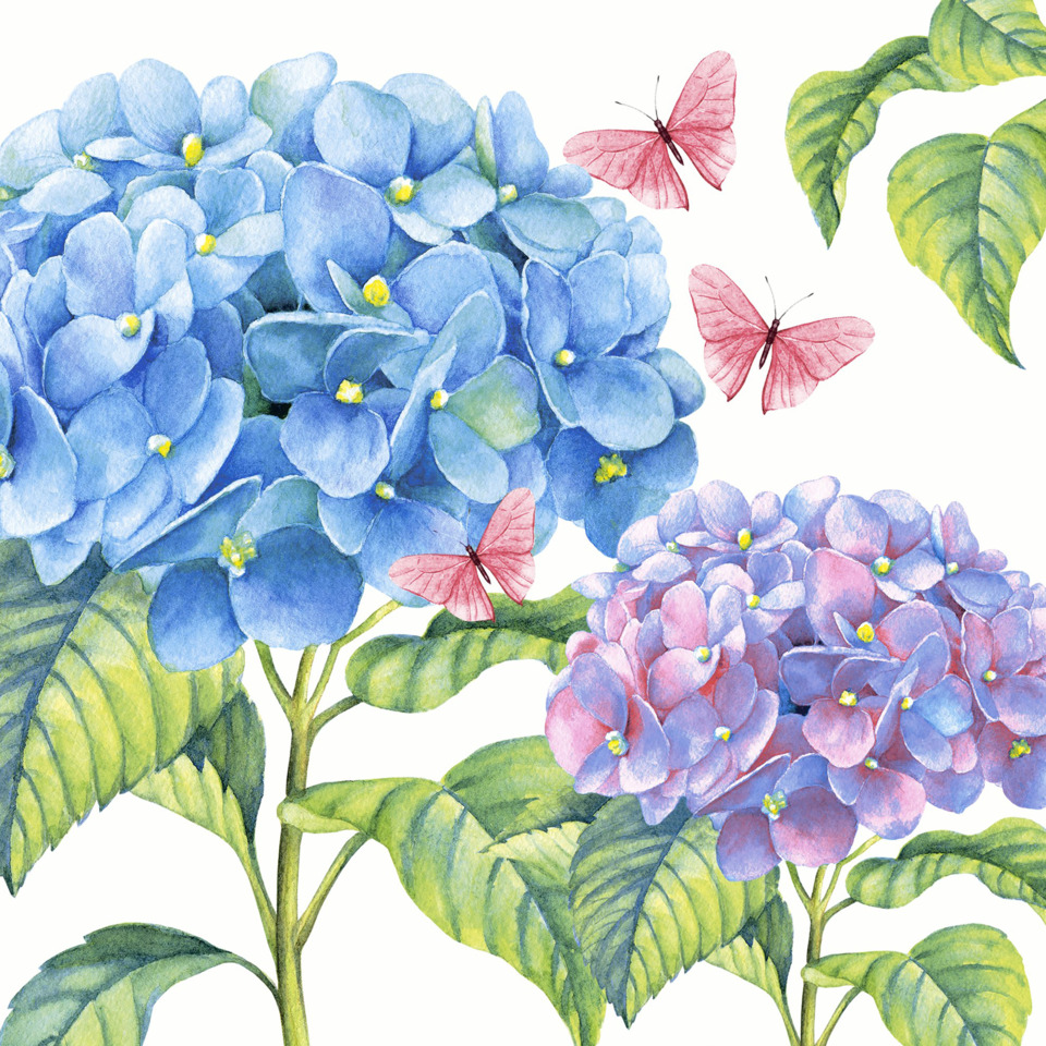  Hydrangea, blaue hydrangea, blume, botanik, schmetterlinge