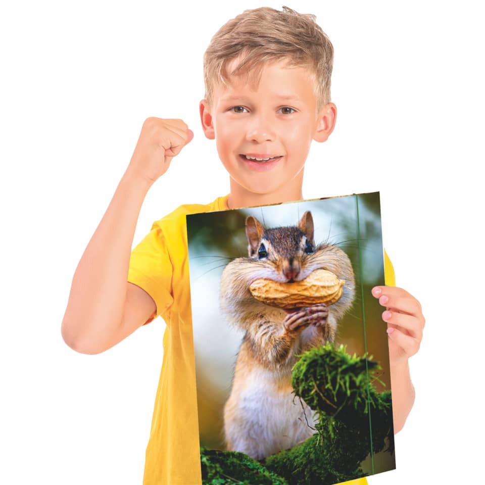 Kinderbild, Poster, Eichhörnchen, Nuss, Foto