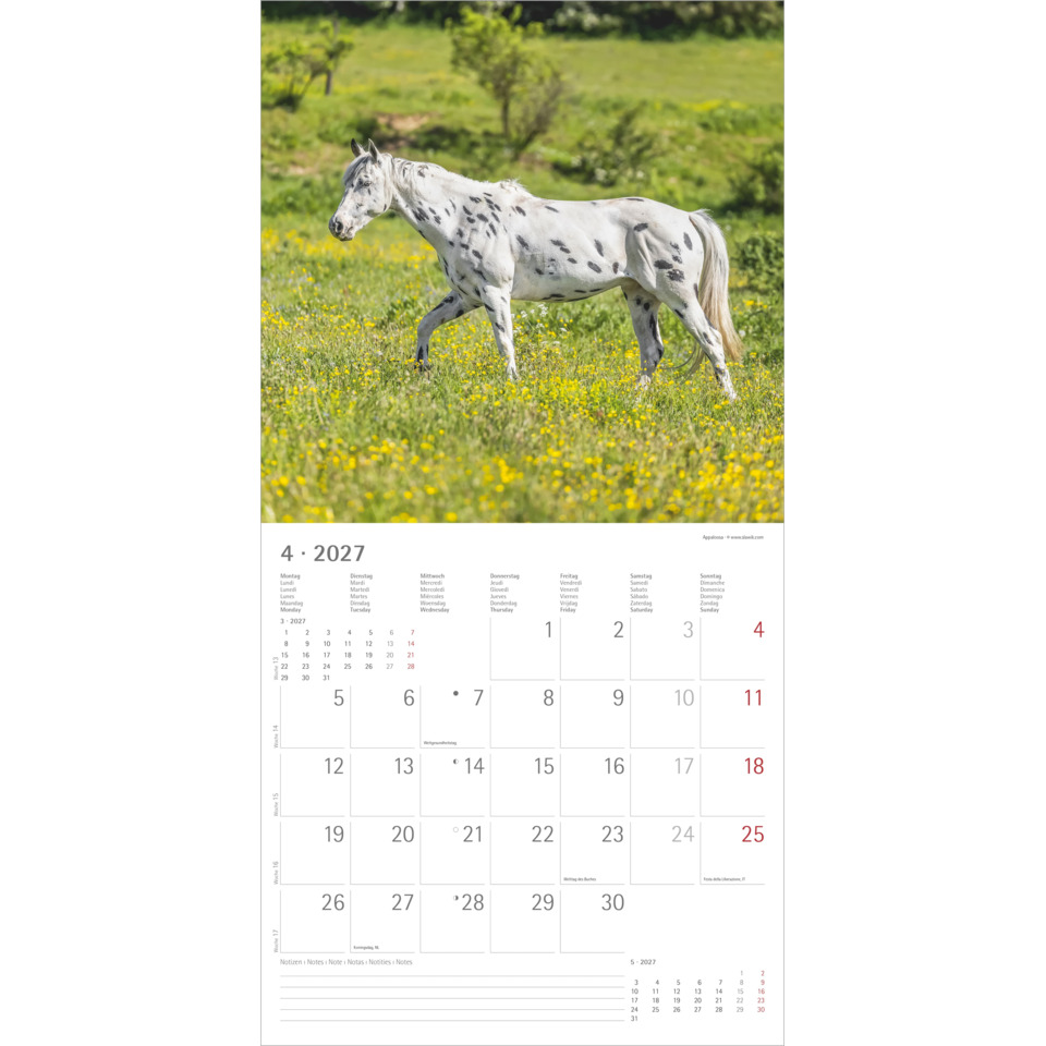 Pferd, White with spots, Field landscape, Horse in meadow, Pasture scene