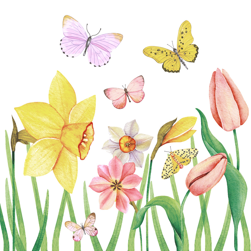 Tulpe, Blumen, Schmetterling, Gänseblümchen, Frühling