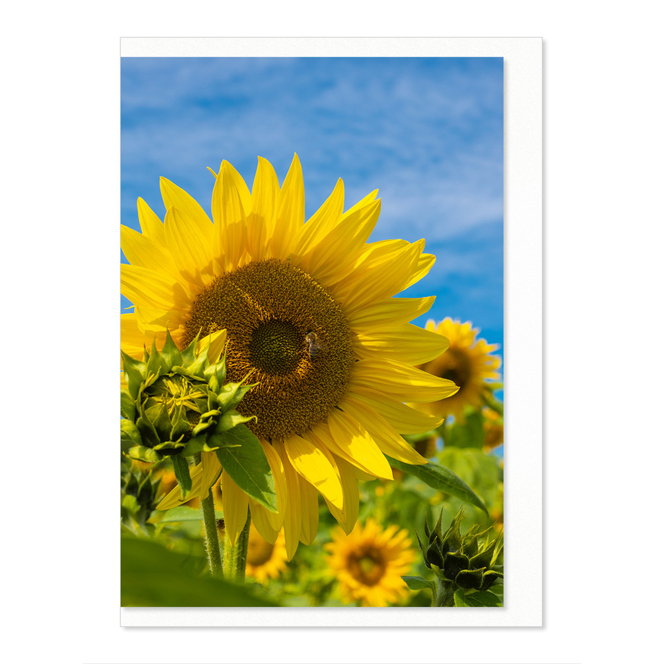 Sonnenblume, Gelbe Blütenblätter, Blüte, Blumenfeld, Himmel Blau