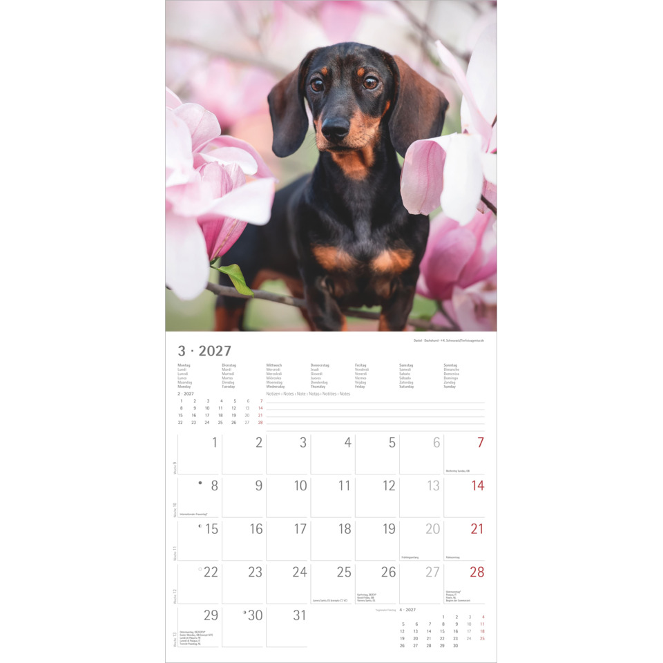 Dackel, Dackelhund, Hundewarn, Blumenhintergrund, Monatskalender