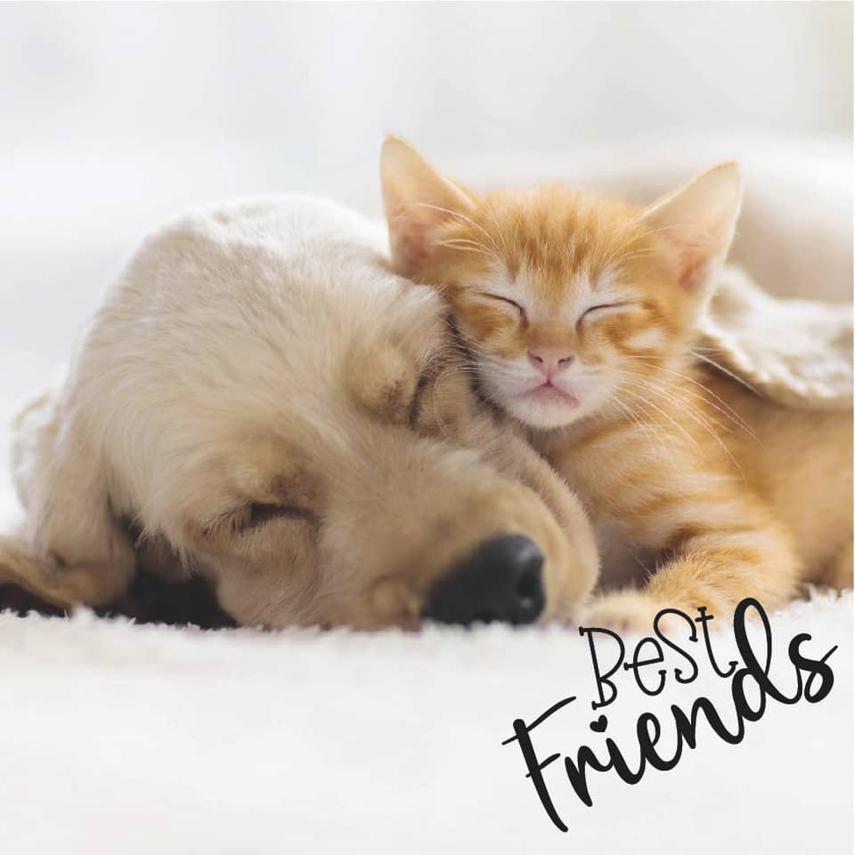 Katzen, Kätzchen, Katzenspiel, Tierfreund, Tierliebe