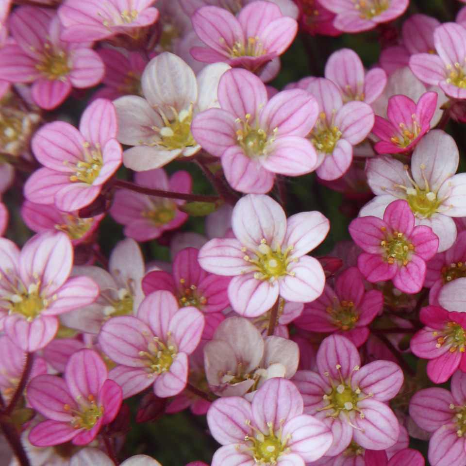 pink flowers, clustered blooms, petals with veins, yellow centers, botanical