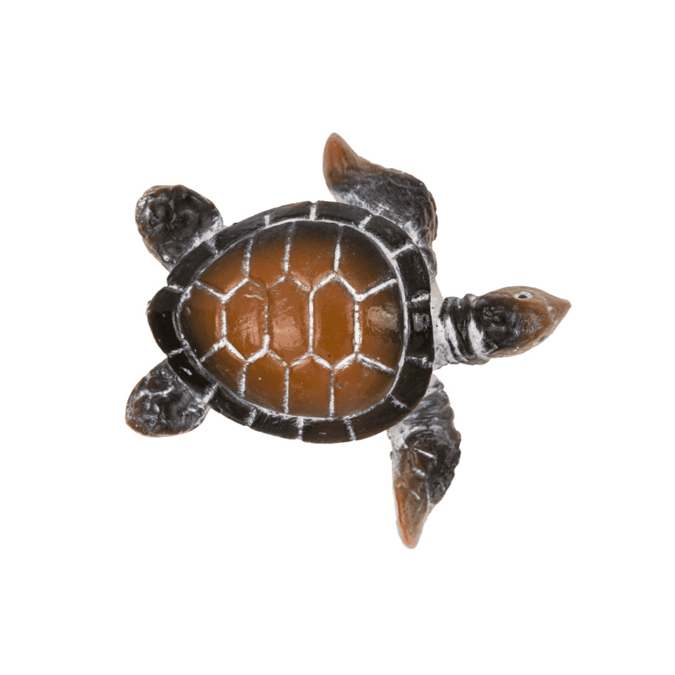 Schildkröte, Wassertier, braune Panzer, Schale, Haustier-Accessoire