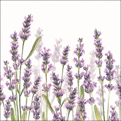 Blume, Pflanze, Lavendel