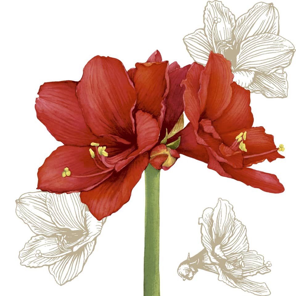 rote Blüte, Hibiskus, Blumenstiel, rote Blütenblätter, große Blüten