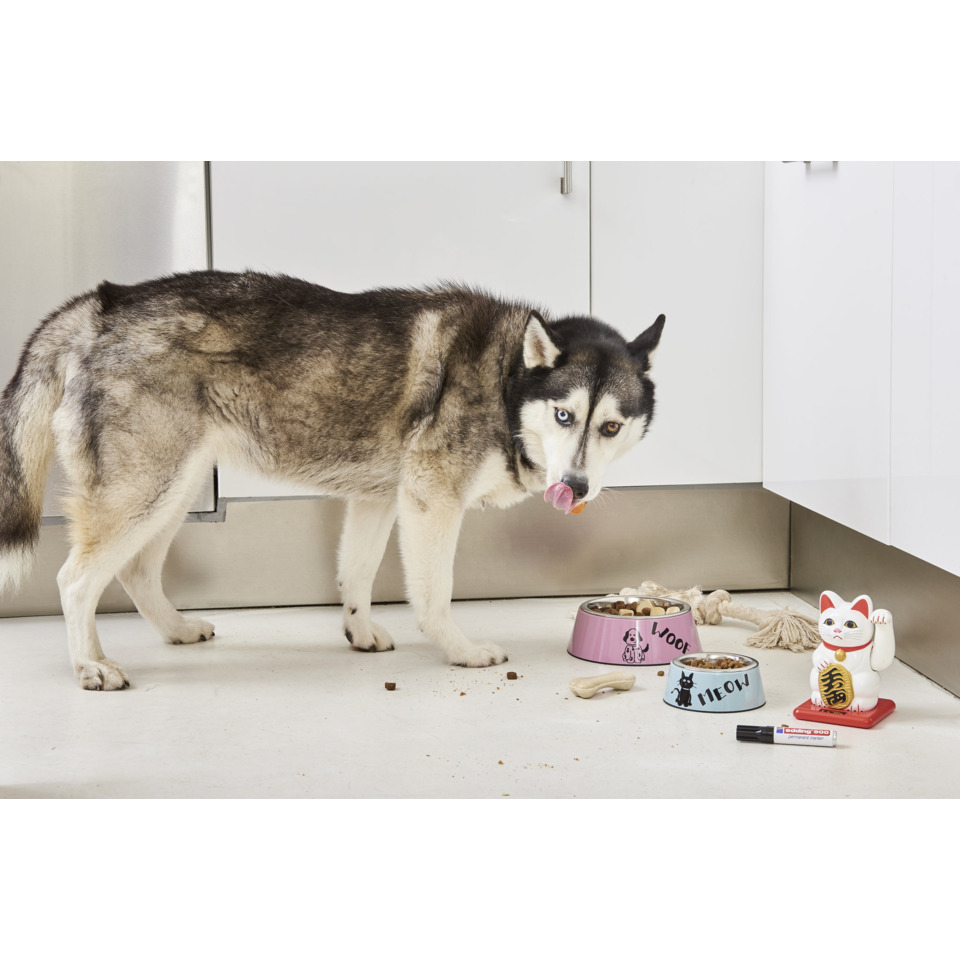 Hund, Schäferhund, Welpe, Küche, Nassfutter