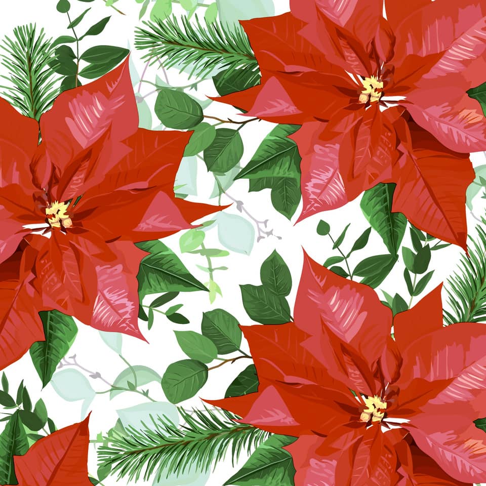 Poinsettias, rote Blüten, Feiertagsmuster, Grüne Blätter, Blumendesign
