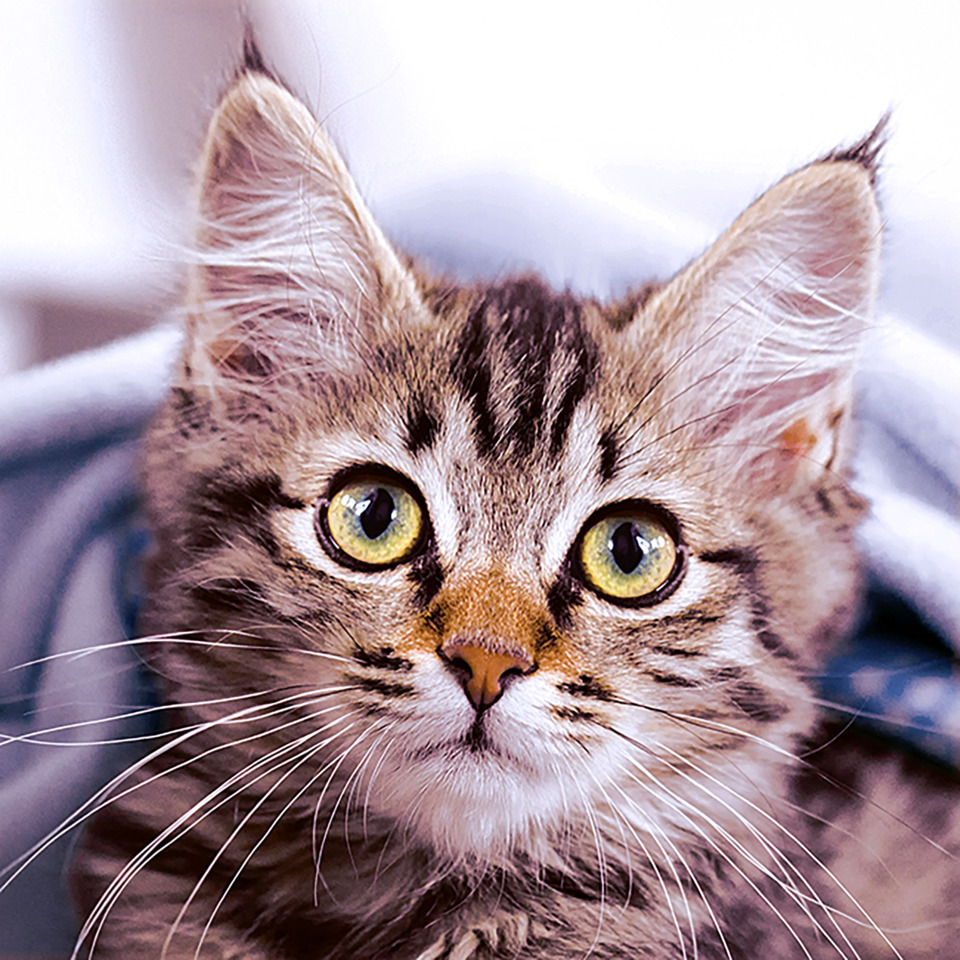 Katze, Katzenbild, Hauskatze, Tigerstreifen, große Augen