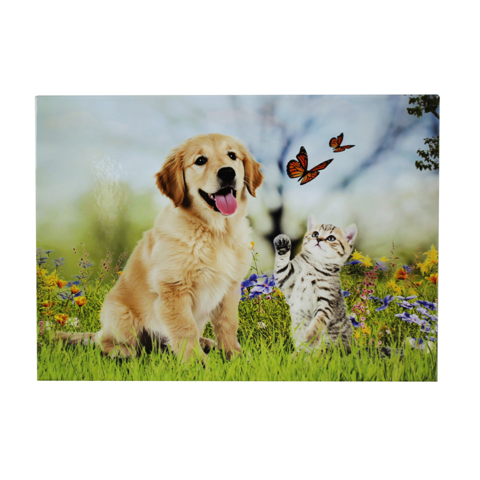 hund, katze, spielszene, grünfläche, blumenwiese