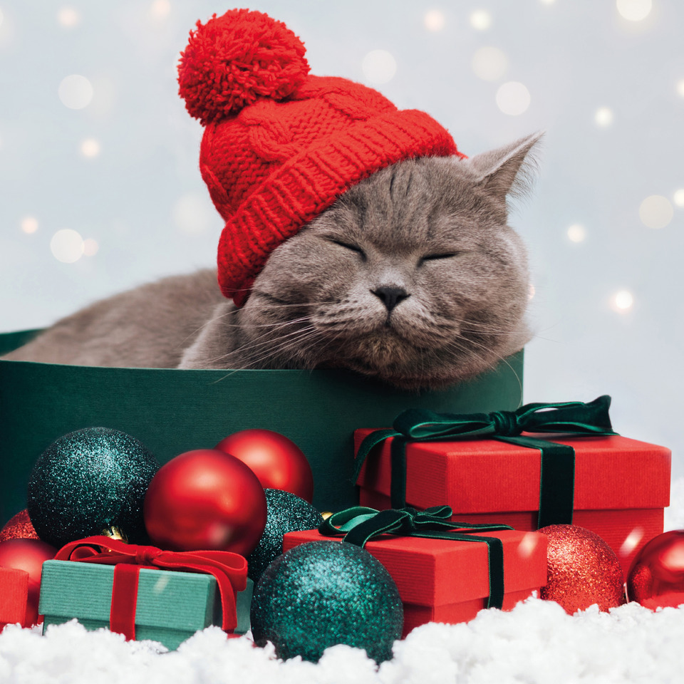 Katzenfoto, Strickmütze, rote Mütze, Geschenkpäckchen, Weihnachten