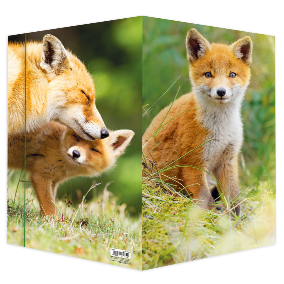 Tier, Fuchs, Bausatz Fox, Tierwelt, Hund