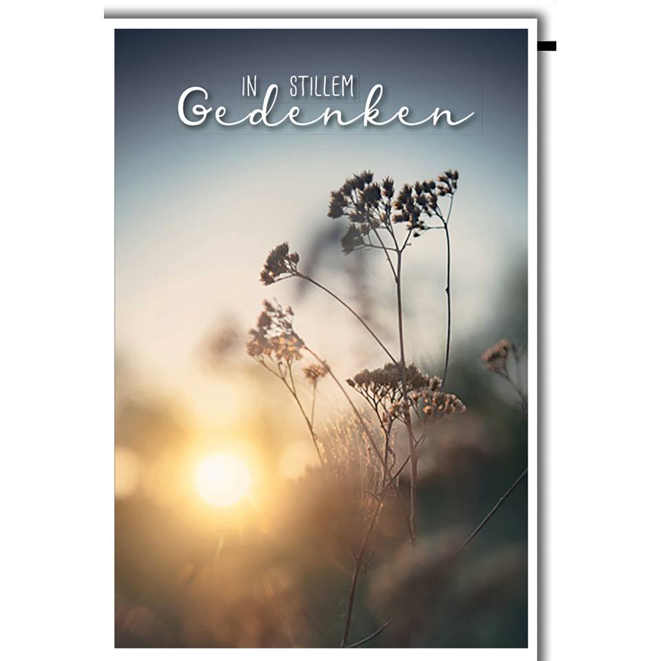 Blume, Wildpflanze, Sommerlicht, Sonnenaufgang, Stengel