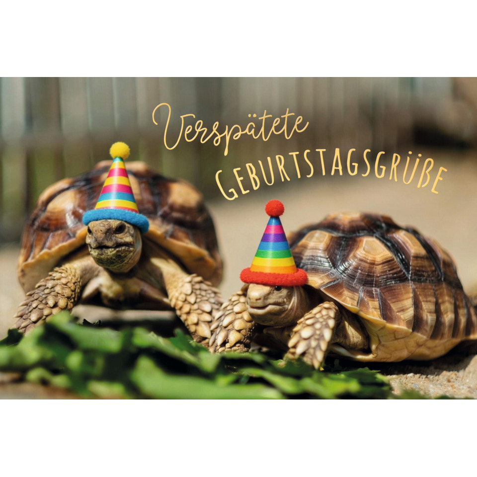 schildkröten, partyhut, partyhüte, turtle, geburtstagsgruß