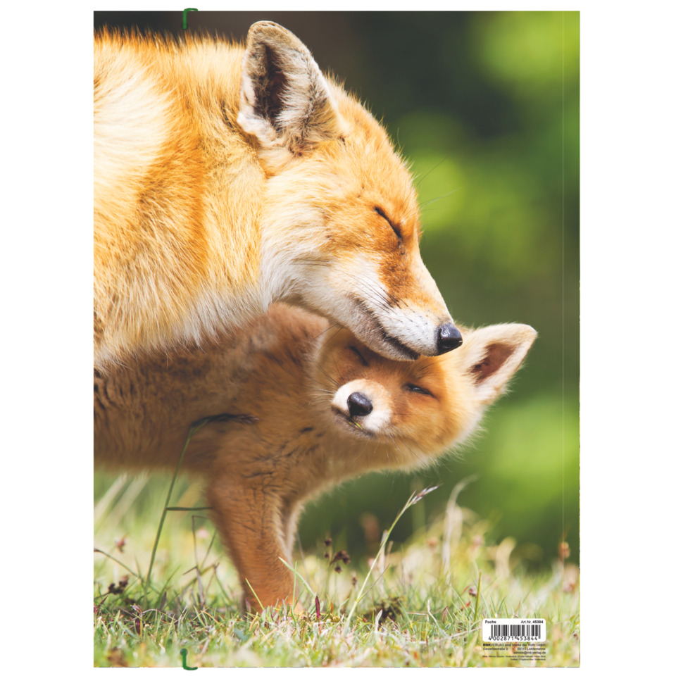 Fuchs, Rotfuchs, Tierfoto, Schnauze, Wiese