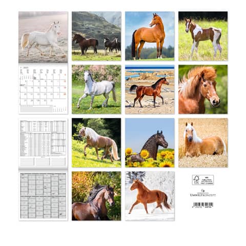 Colt Horse, Pferd, Säugetier, Grünland, Im Freien