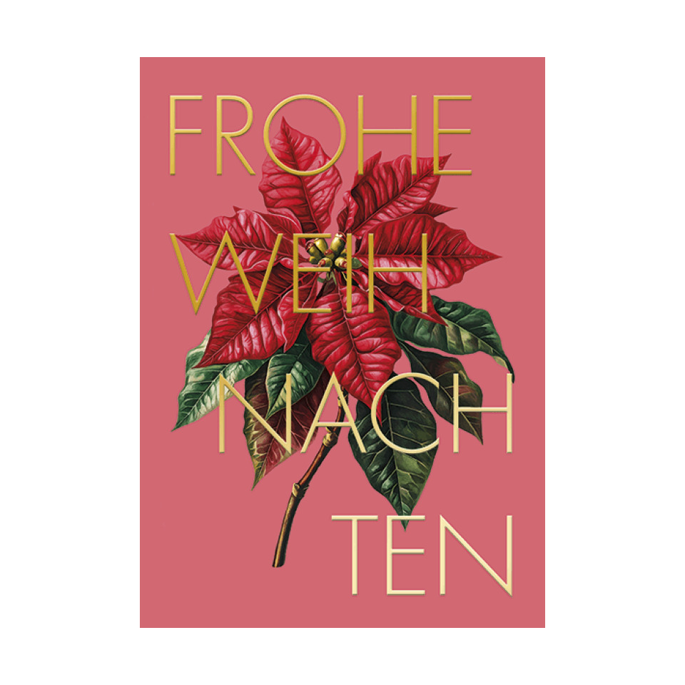  poinsettia,  red leaves,  plant,  poster,  pink background
