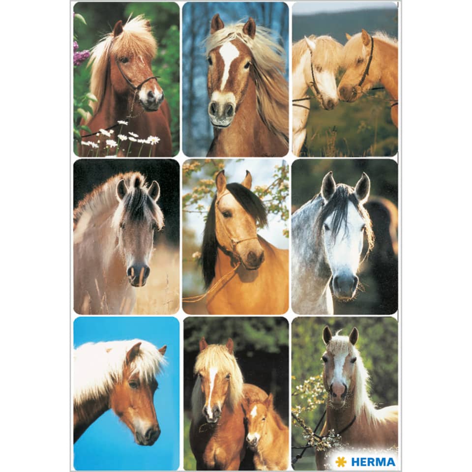Pferd, Pferdebild, Hengst, Pferdefoto, Collage