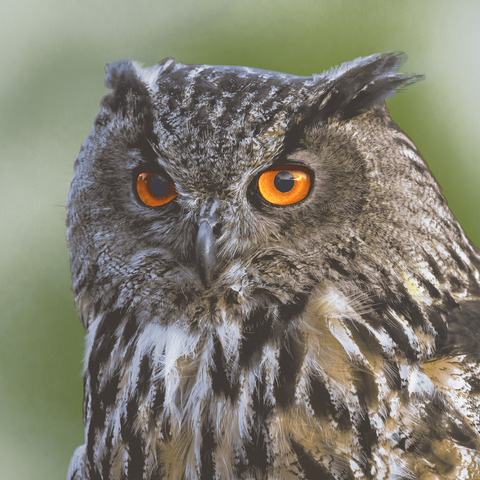 Tier, Schnabel, Vogel, Eule, Tier, Schnabel, Vogel, Eule