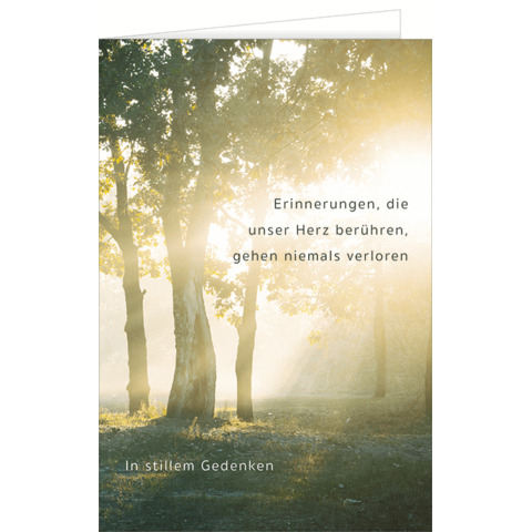 Sonnenlicht, Baum, Buch, Vegetation, Wald