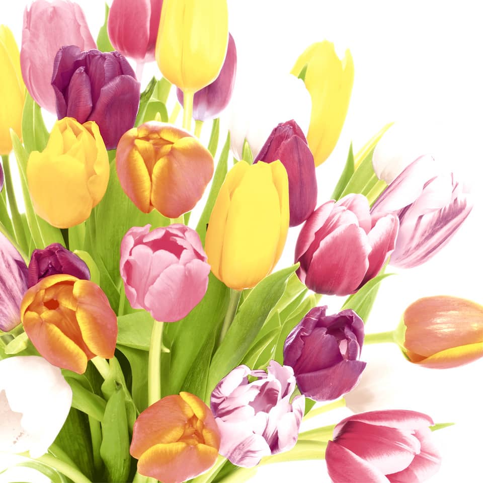 Tulpen, Blumenstrauß, Tulpen bunt, Frühjahrsblumen, Floristik