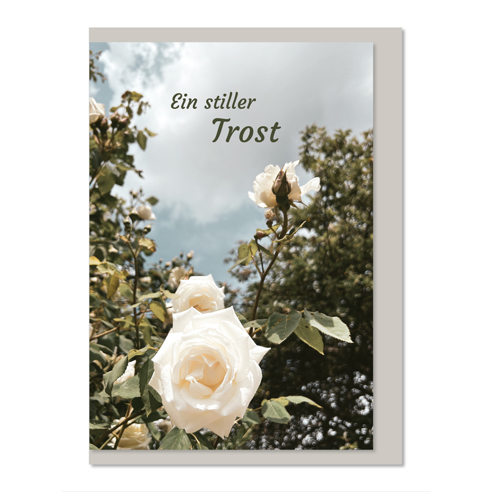 Weißer Rosenstrauch, Weiße Rosen, Rosenblüten, Blumenstrauß, Gartenpflanze