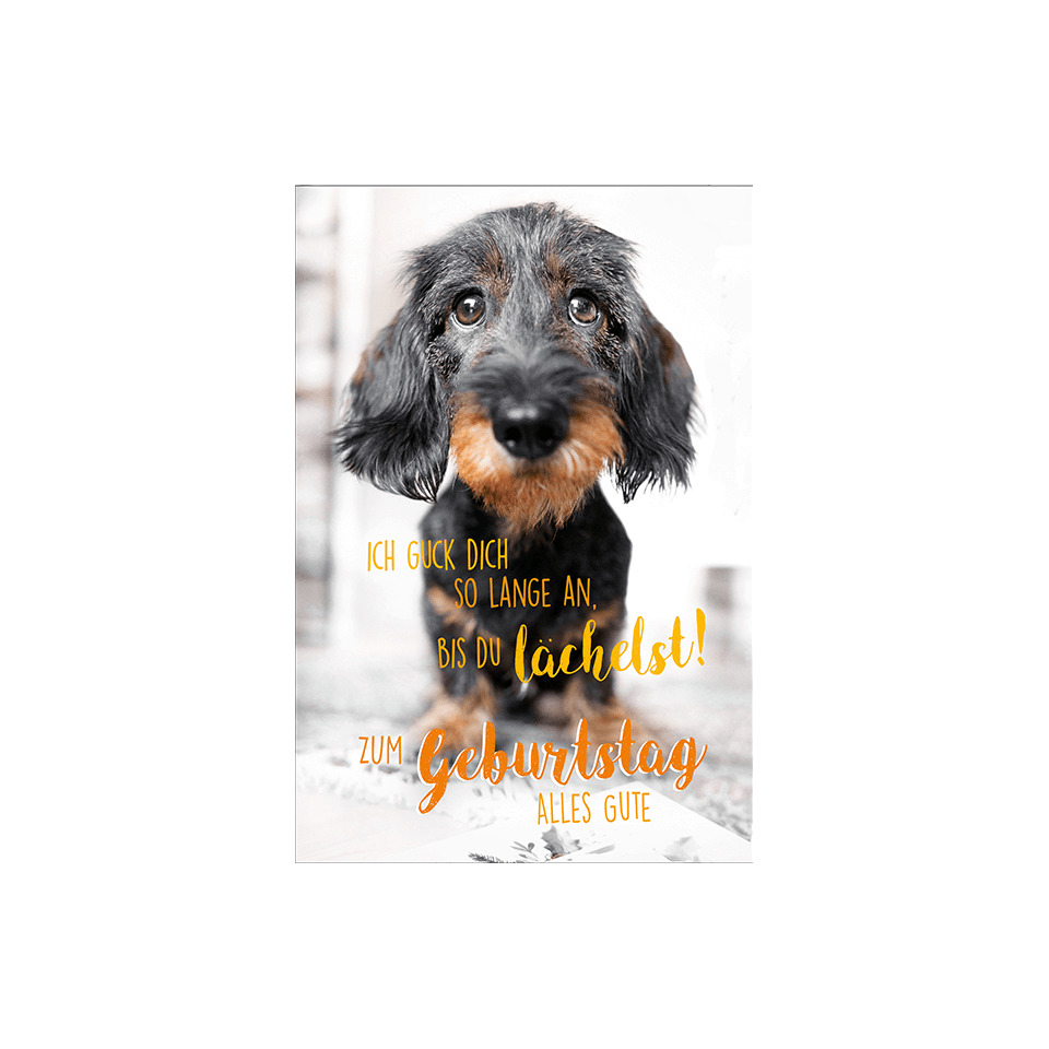 Hund, Dackel, Schwarzbraun, Prachtexemplar, Geburtstag