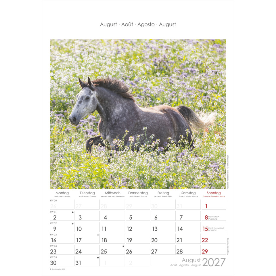 Pferd, Kalender, Tier, Sommer, Feld
