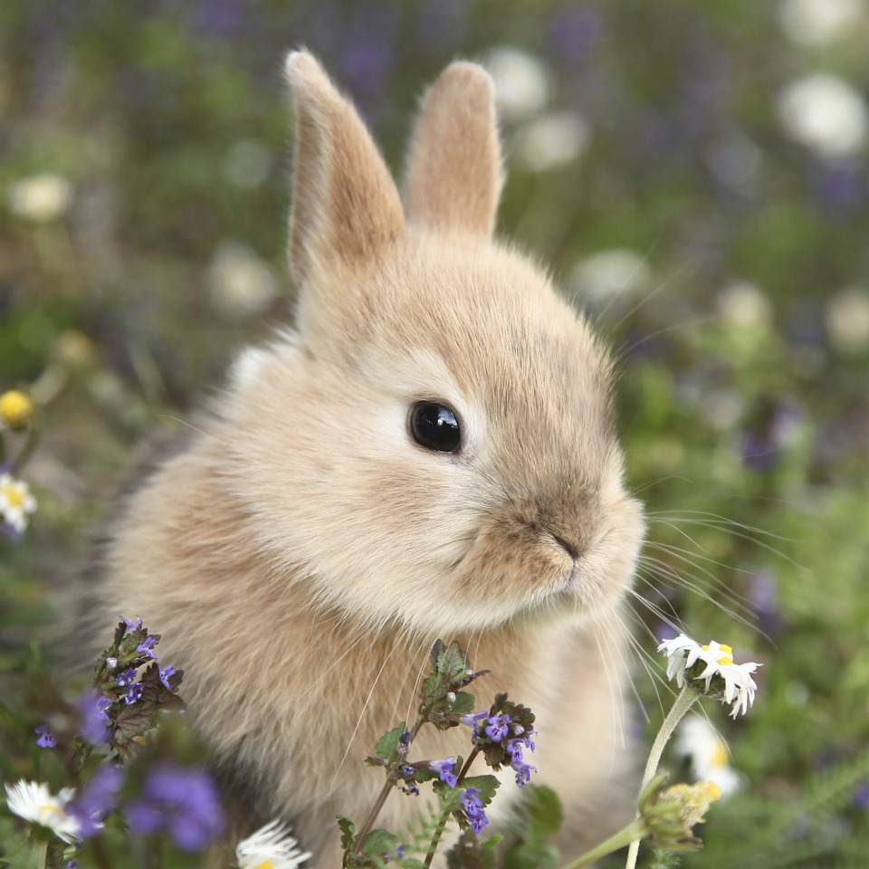 Kaninchen, Nagetier, Hase, Häschen, Tier