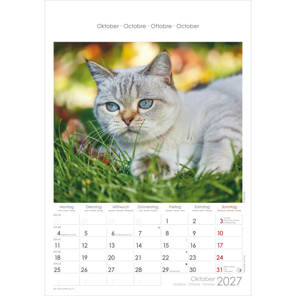 Katze, Katze im Gras, Samtpfote, blaue/grüne Augen, Herbstbild