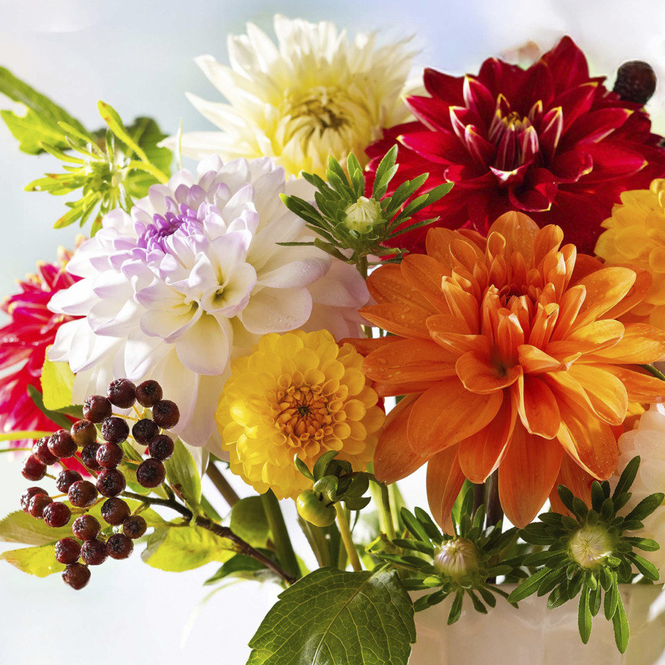 Blumenstrauß, Gartenblumen, Farbenfrohe Blüten, Dahlie, Beerenzweig