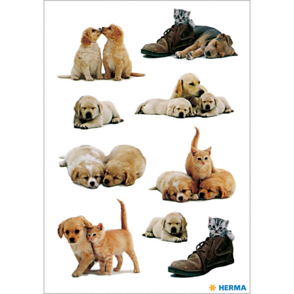 Hundewelpen, Kleinkinder, Tierfüße, Katzen, Schuhe