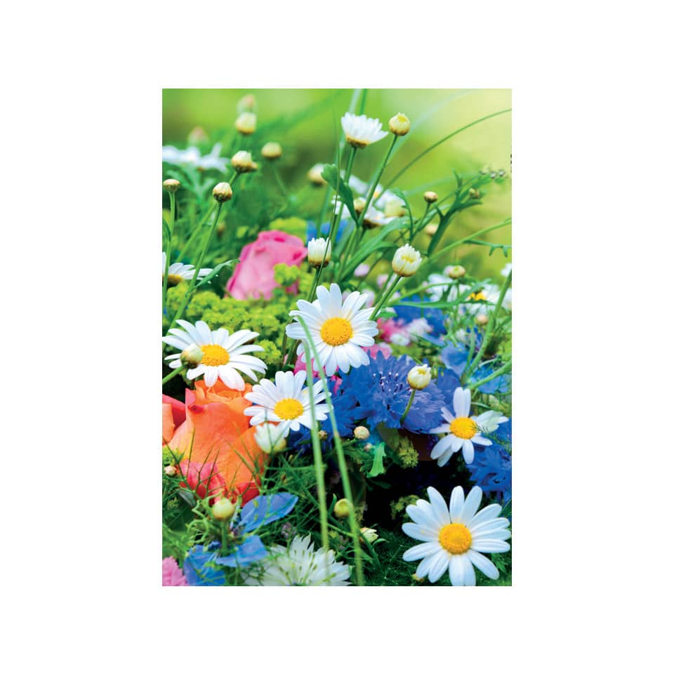 Blumen, Wiese, Gänseblümchen, Farbenfrohes Blumenarrangement, Blütenmeer