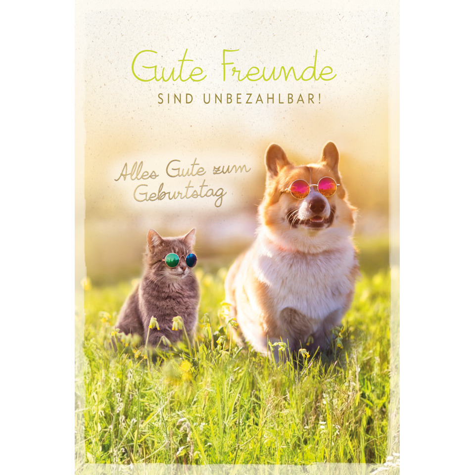 hund, katze, sonnenschutz, sunglasses, grün