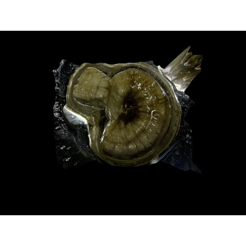Mineral, Insekt, Wirbellose, Zubehör, Obst