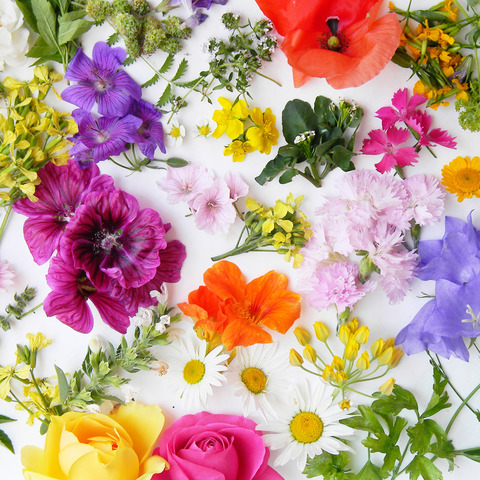 Blume, Blütenblatt, Geranie, Blumen-Arrangement, Anemone
