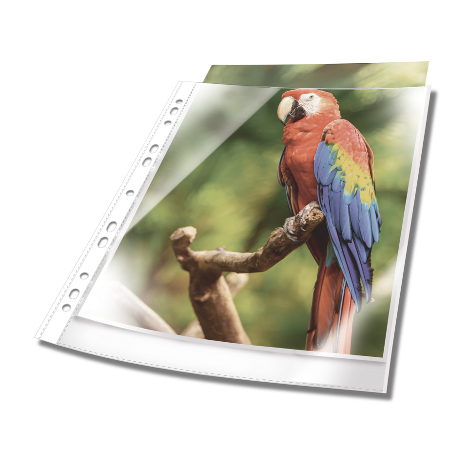 Papagei, Papageienbild, Vogel, Rot-Gelb-Blau, Tiermotiv