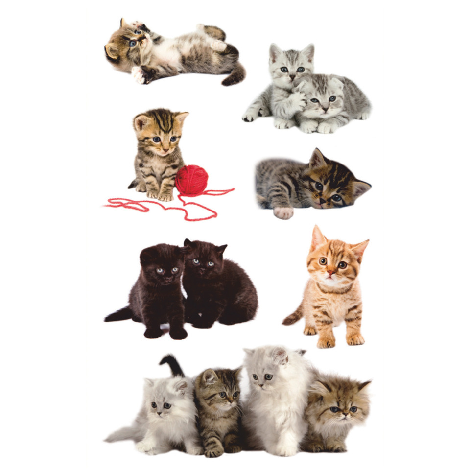 Katzen, Kätzchen, Kätzchen, Katzen, Haustiere