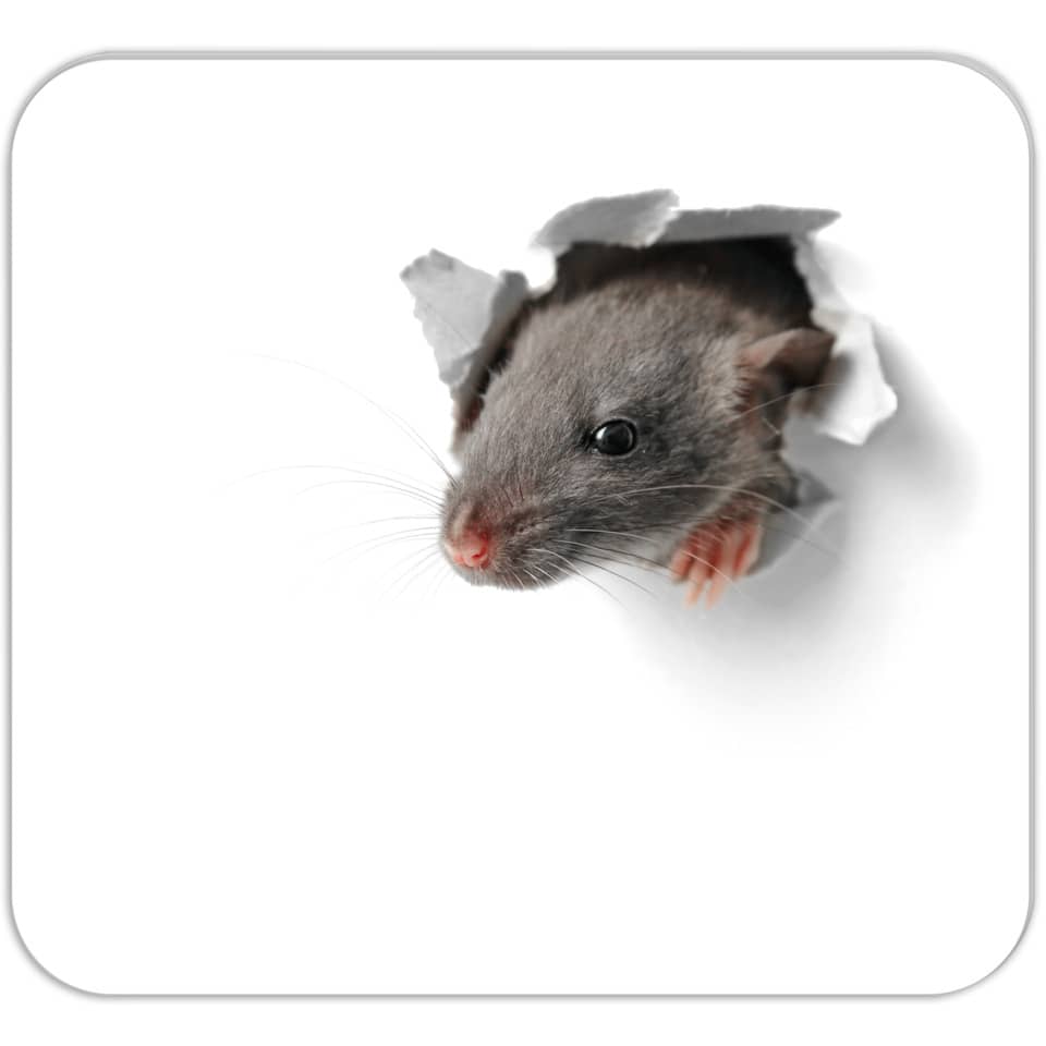 Ratte, Nagetiere, Haustier, grau, Kopf durch Loch