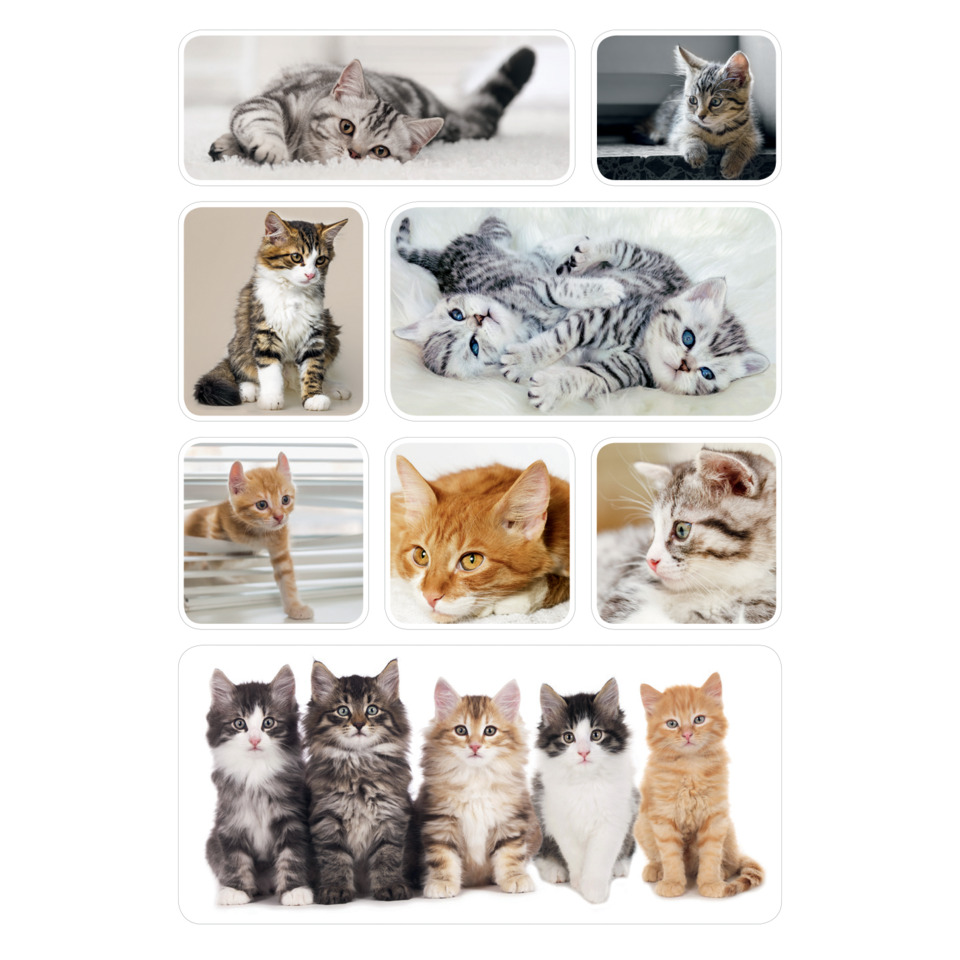 Katzen, Kätzchen, Katzenbaby, Tierbild, Tierfamilie