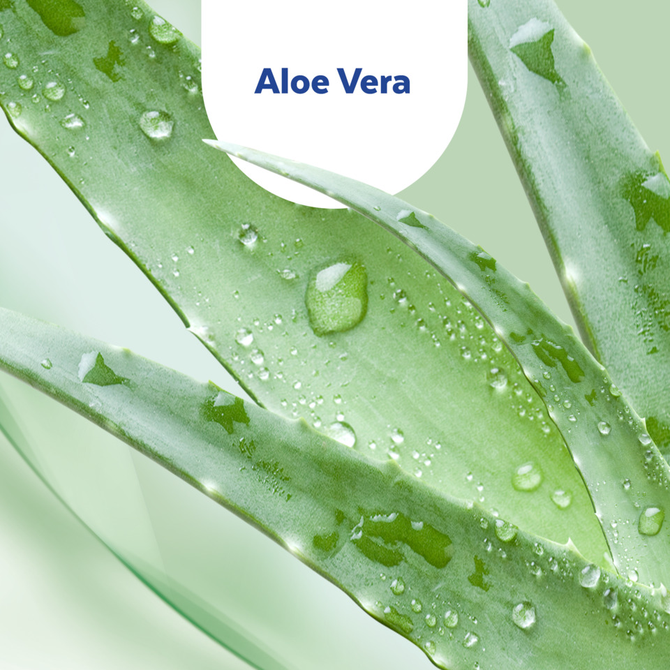 Aloe Vera, Blätter, Glänzend, Feuchtigkeit, Kante