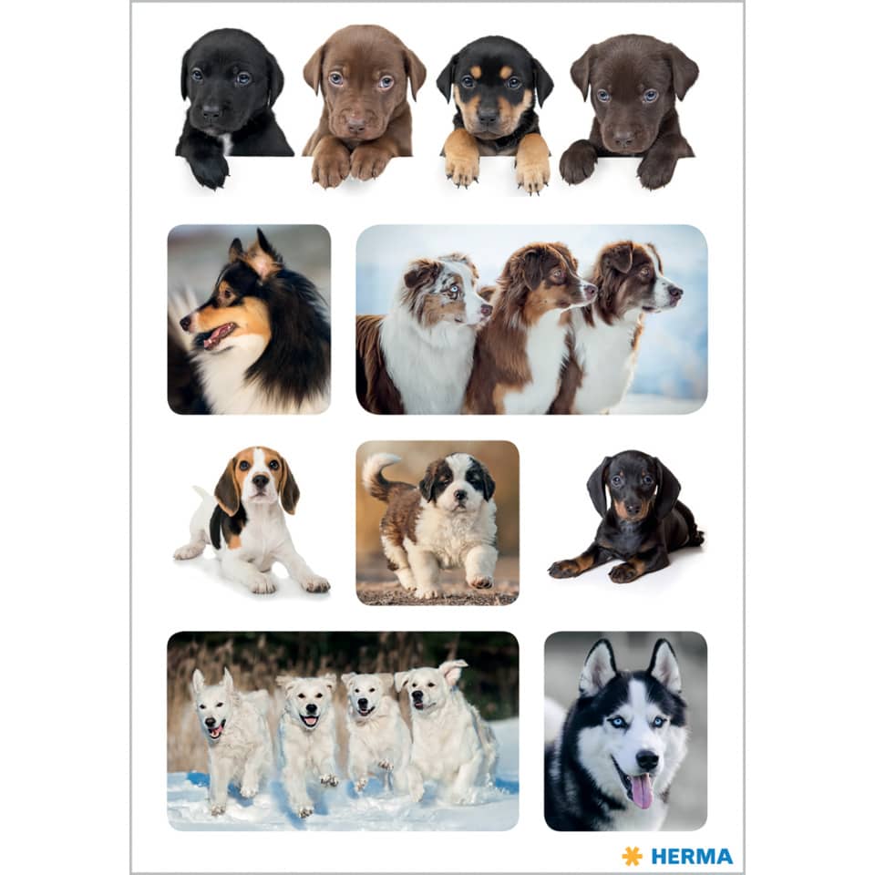 Hunde, Welpen, Collage, Hundemischung, Haustier collage