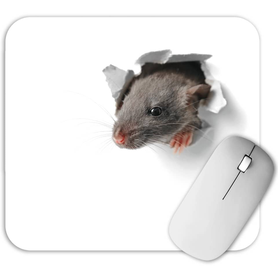 und mouse, rat, mauspads, tier, rat