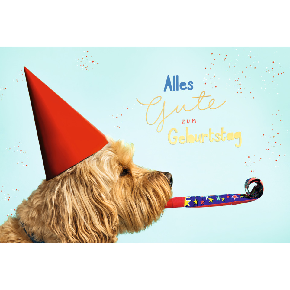 Hund, Partyhut, Partyhütchen, Geburtstag, Konfetti