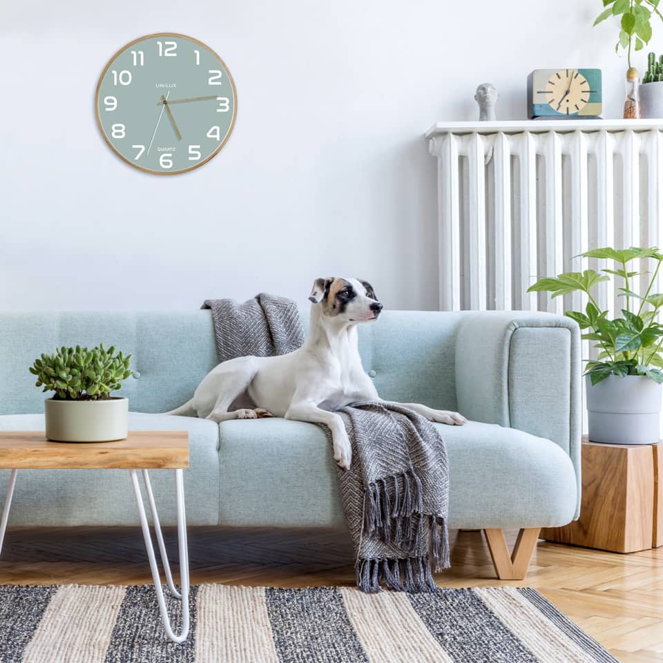 Hund, Wohnzimmer, Sofa, Wand-Uhr, Pflanzen