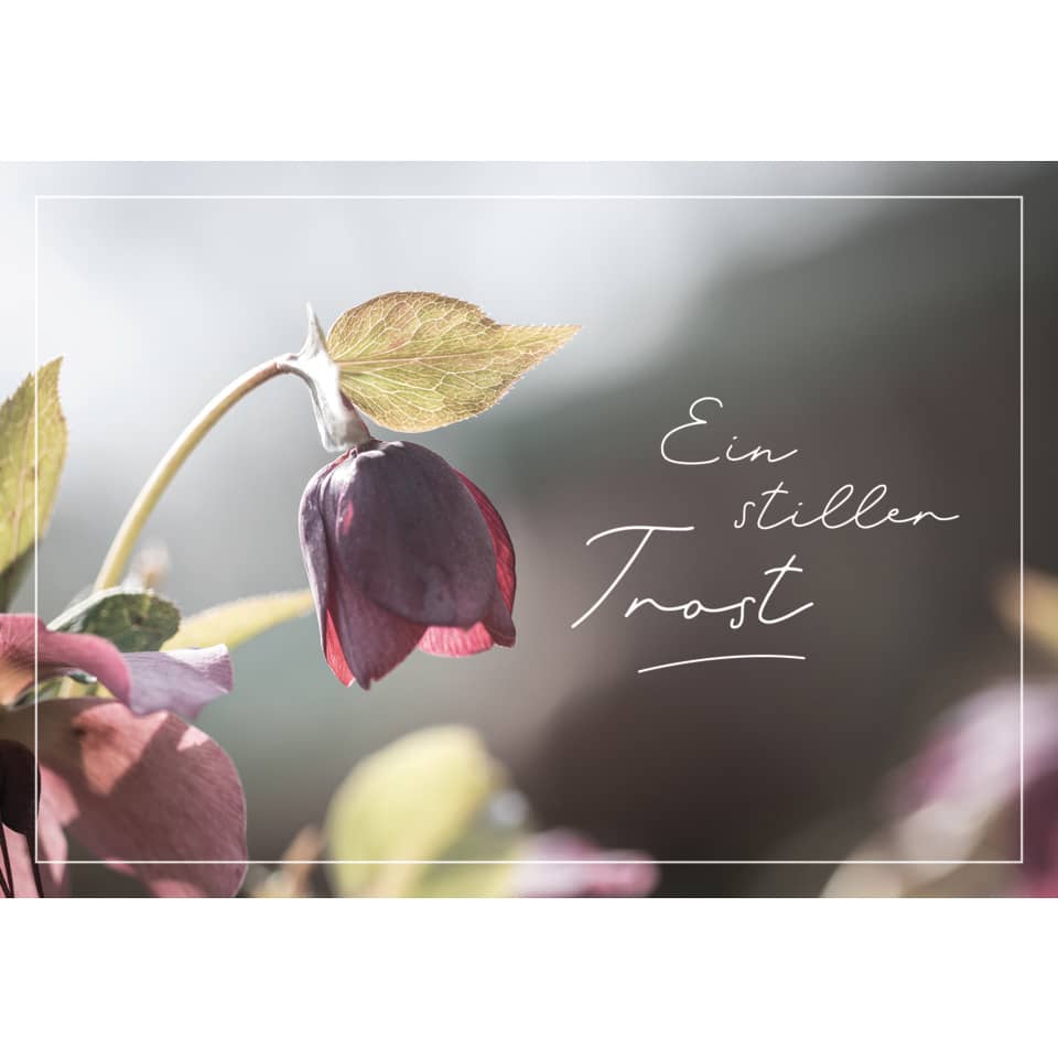 Blume, Blütenblatt, Pflanze