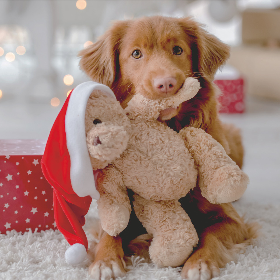 Hund, Golden Retriever, Säugetier, Haustier, Welpe, Hund, Haustier, Welpe, Teddybär, Golden Retriever, Hund, Säugetier, Haustier, Welpe